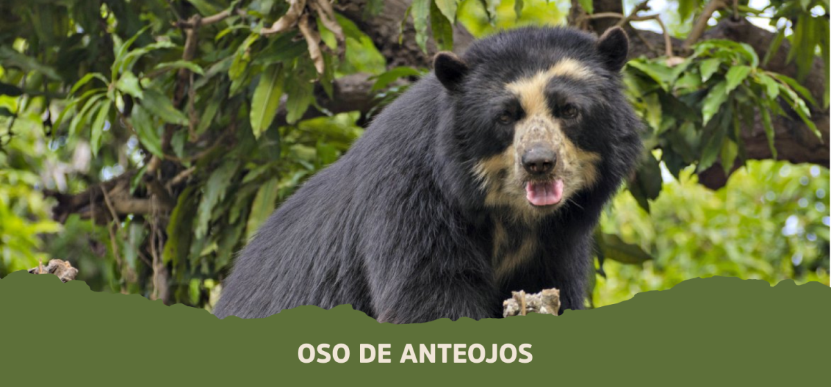 El oso de anteojos: el animal elegido para nuestra Malta Munich una de las mejores maltas jamas creadas por uma malta ubicada en la provincia de mendoza 