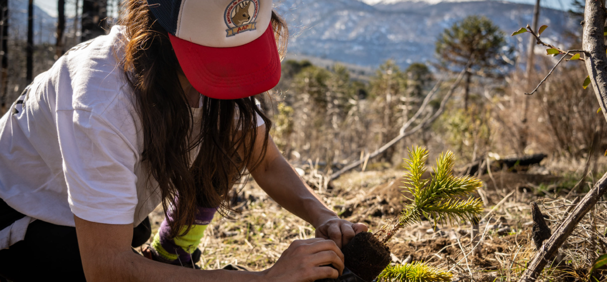 Formamos parte de la plantación de 3.000 nuevas araucarias para salvar un bosque milenario 